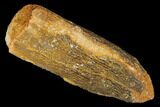Fossil Sauropod Dinosaur (Titanosaur) Tooth - Morocco #134396-1